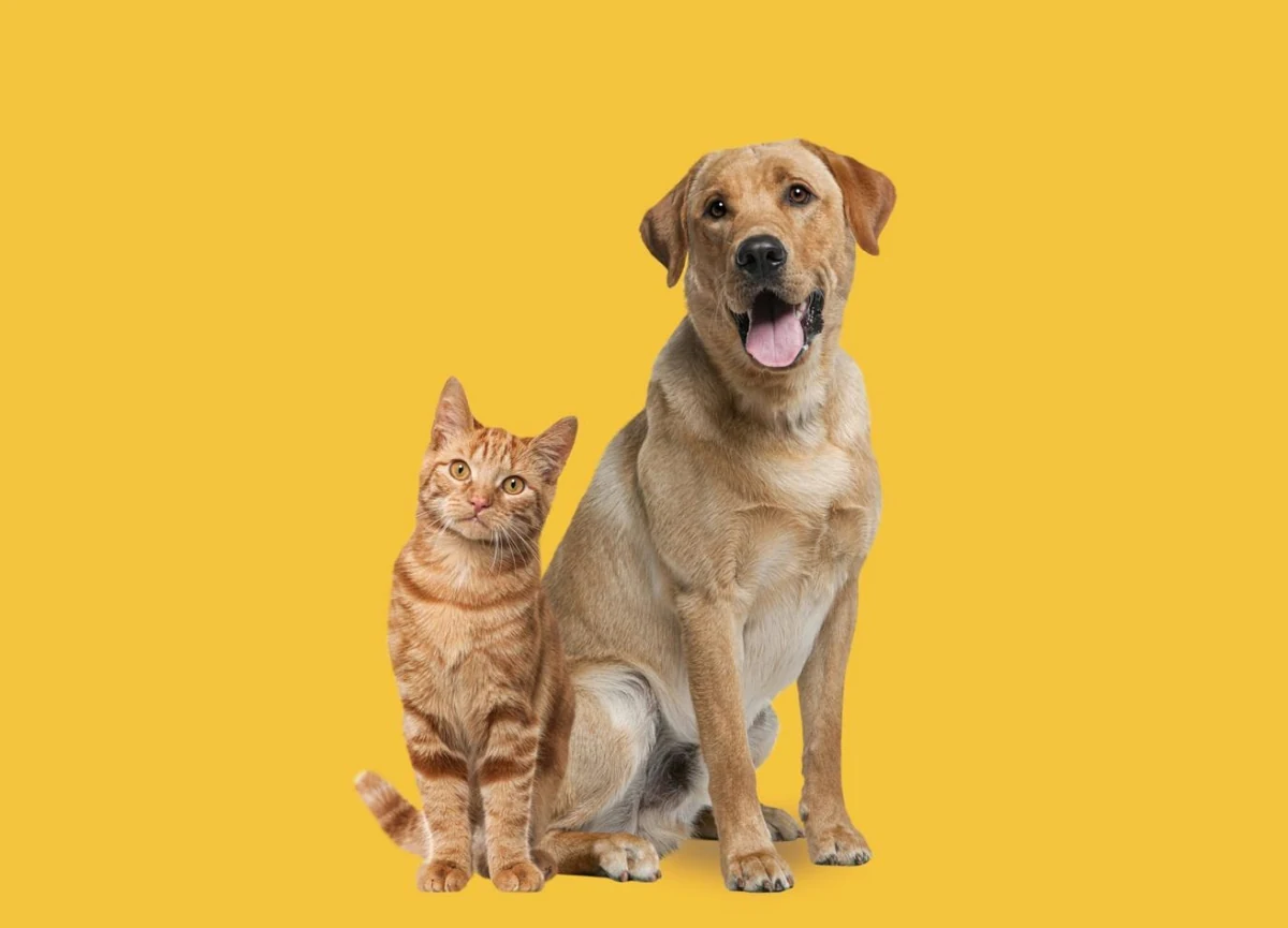 Dog and cat representing Koala Biotechnology pet nutrition and care products